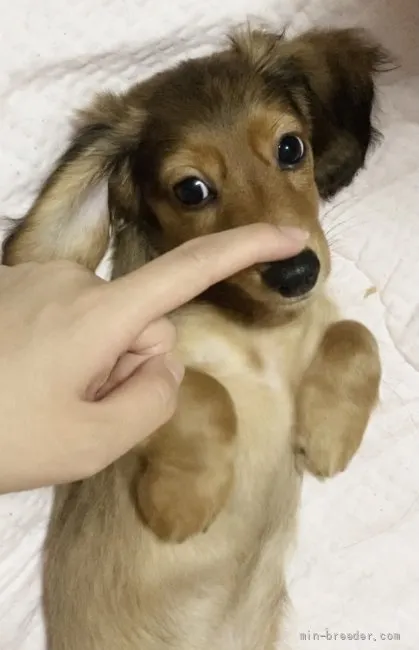 ID:2107-03714の子犬