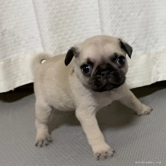 ID:2105-00577の子犬