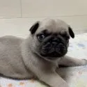 パグ【福岡県・男の子・2021年3月7日・フォーン】の写真2「💖ペタっと休憩中🤗」