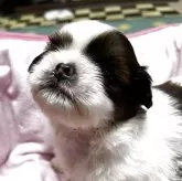 シーズー