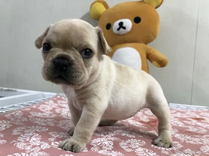 ID：2107-03770の子犬