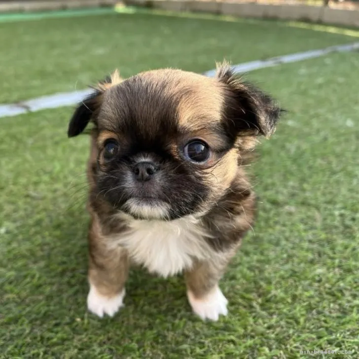 ID：2305-00440の子犬