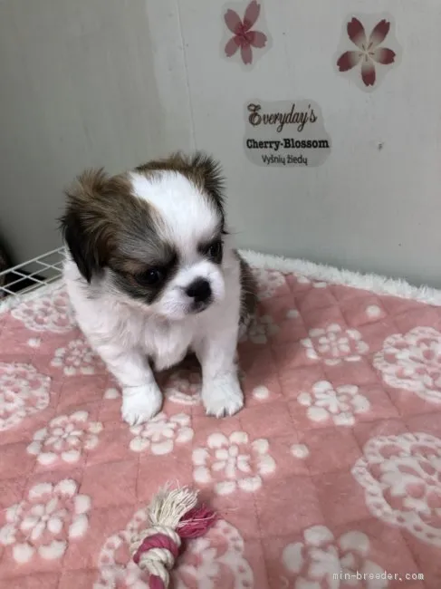 ID：2009-01027の子犬