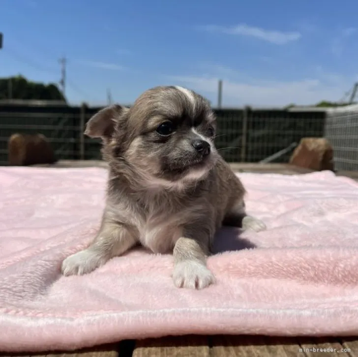 N.T 様のお迎えした子犬