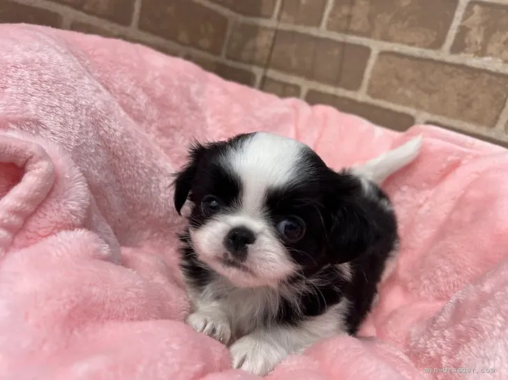 こゆき 様のお迎えした子犬