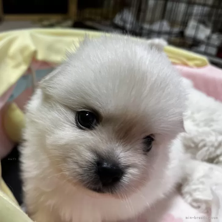 ID:2409-01991の子犬