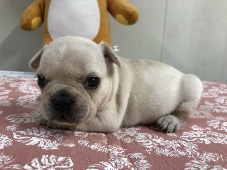 ID：2107-03772の子犬
