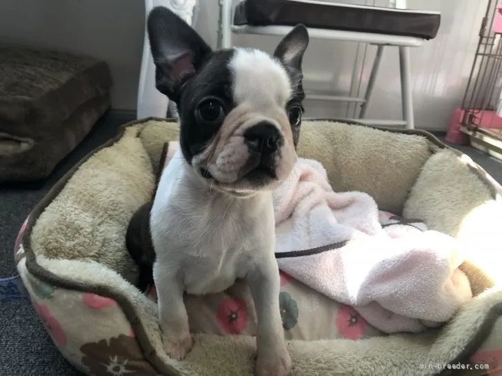 ID:2202-00484の子犬