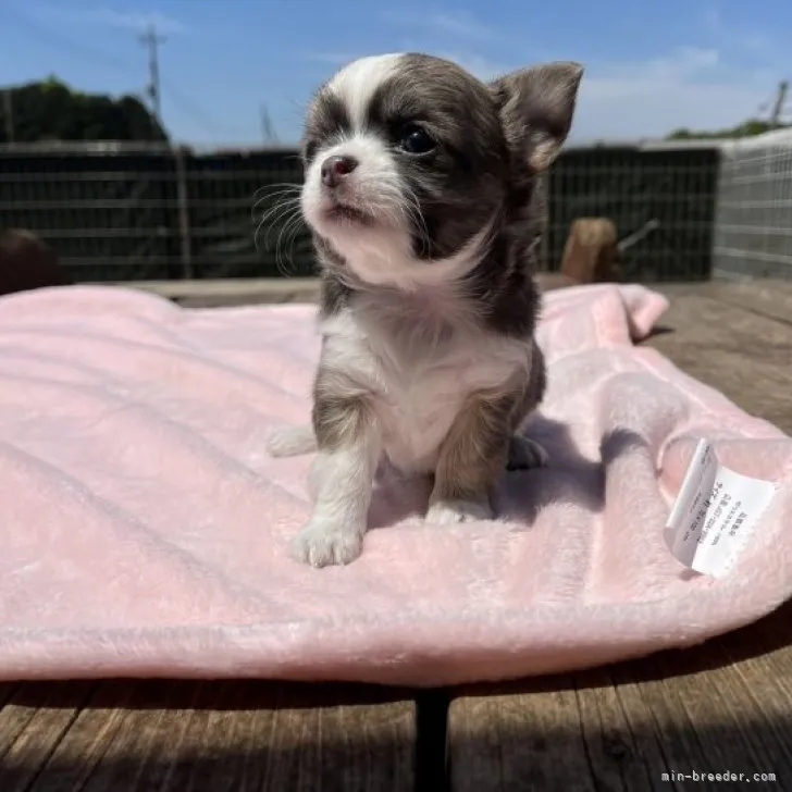 ID:2304-02926の子犬