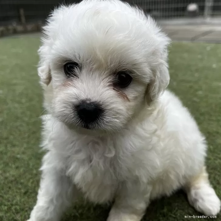 ID:2410-06891の子犬