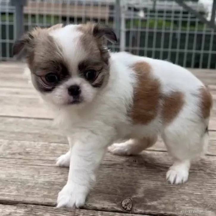 ID：2306-00416の子犬