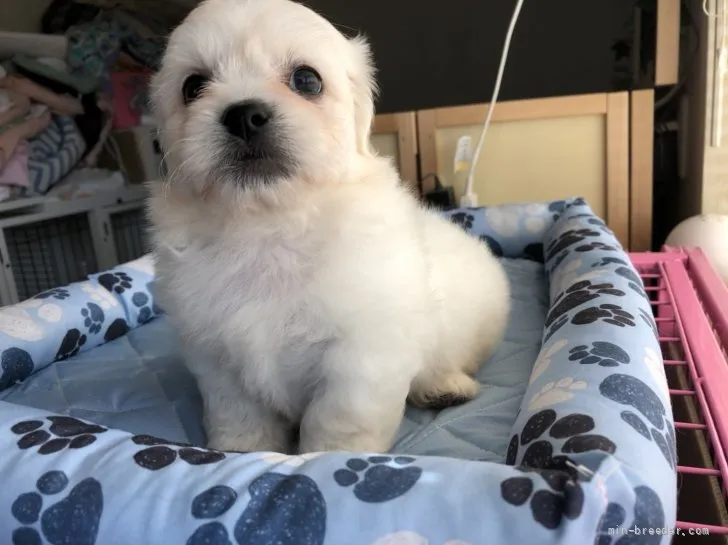 ID：2107-04204の子犬