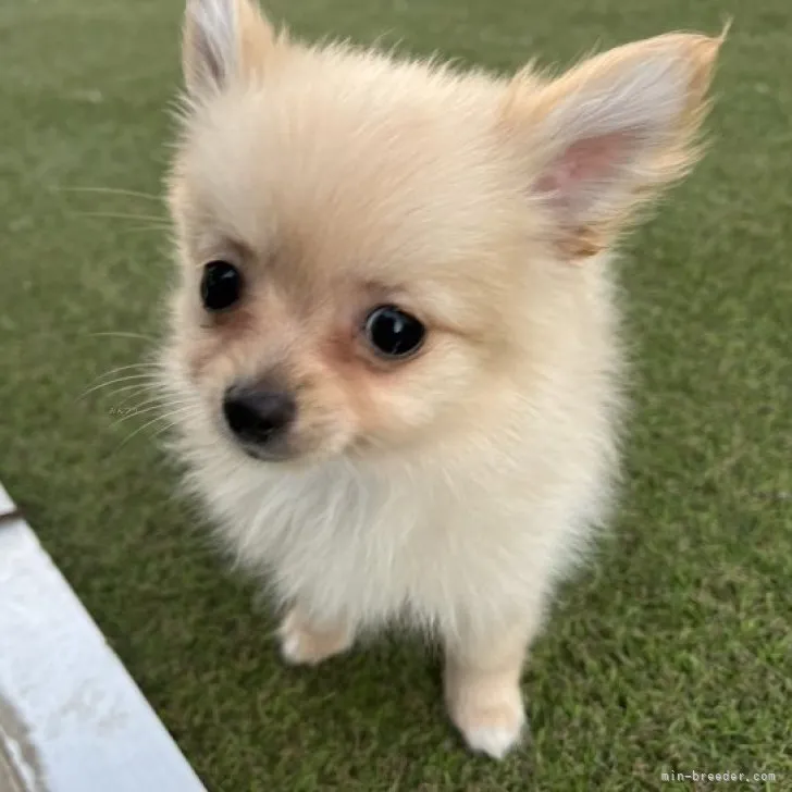 ID：2309-05242の子犬