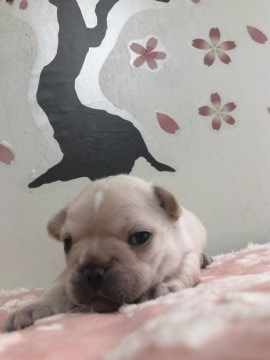 フレンチブルドッグ【茨城県・男の子・2020年7月26日・クリーム】の写真「おでこの模様がチャームポイント！」