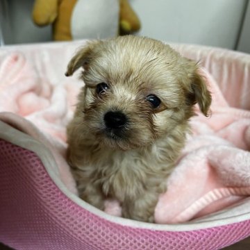 チワプー(トイプードル×チワワ)【茨城県・女の子・2024年5月9日・ブラウン】の写真「ふわふわの毛並みが魅力♥️」