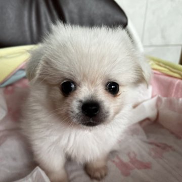 ミックス(ペキニーズ×ポメラニアン)【茨城県・男の子・2024年8月13日・ホワイト】の写真「くりくりの瞳とふわふわの毛並み♥️」