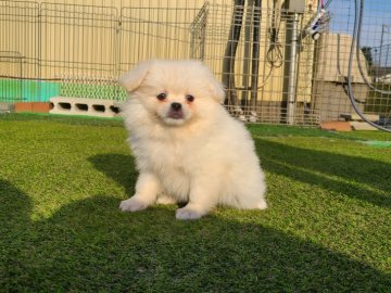 ポメラニアン×ペキニーズ【茨城県・男の子・2022年1月18日・ホワイト】の写真「ふわふわなぬいぐるみのようなワンちゃんです！」