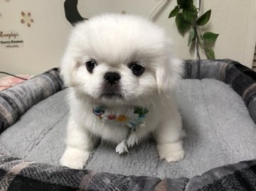 ペキニーズ【茨城県・男の子・2021年9月18日・ホワイト】の写真「大人しくておすすめの子です💕」
