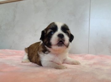 ミックス犬(シーズー×トイプードル)【茨城県・女の子・2022年4月14日・ホワイト&ゴールド】の写真「ふわふわぬいぐるみのようなワンちゃんです！」