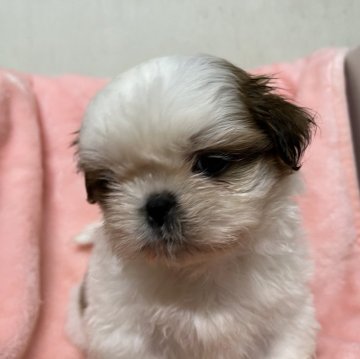 シーズー【茨城県・男の子・2023年12月12日・ホワイト&ゴールド】の写真「モップから転生しました！」