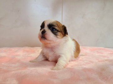 ミックス犬(シーズー×トイプードル)【茨城県・女の子・2022年4月14日・ホワイト&ゴールド】の写真「ふわふわぬいぐるみのようなワンちゃんです！」