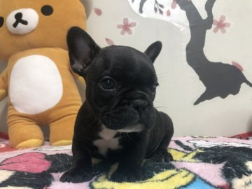 フレンチブルドッグ【茨城県・男の子・2020年10月27日・ブリンドル】の写真「綺麗な毛並みのおすすめのワンちゃん！」