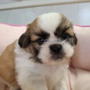 楽天市場】ニニアンドキノ 寝そべりわんこ シーズー ぬいぐるみ