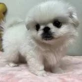 ペキニーズ【茨城県・男の子・2023年10月8日・ホワイト】の写真1