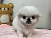 ペキニーズ【茨城県・男の子・2023年10月8日・ホワイト】の写真5