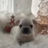 フレンチブルドッグ