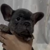 フレンチブルドッグ