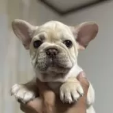 フレンチブルドッグ