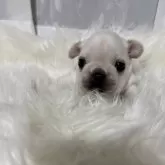 フレンチブルドッグ