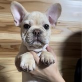 フレンチブルドッグ