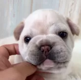 フレンチブルドッグ