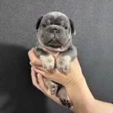 フレンチブルドッグ【愛媛県・男の子・2025年11月3日・ブルー&タン】の写真7