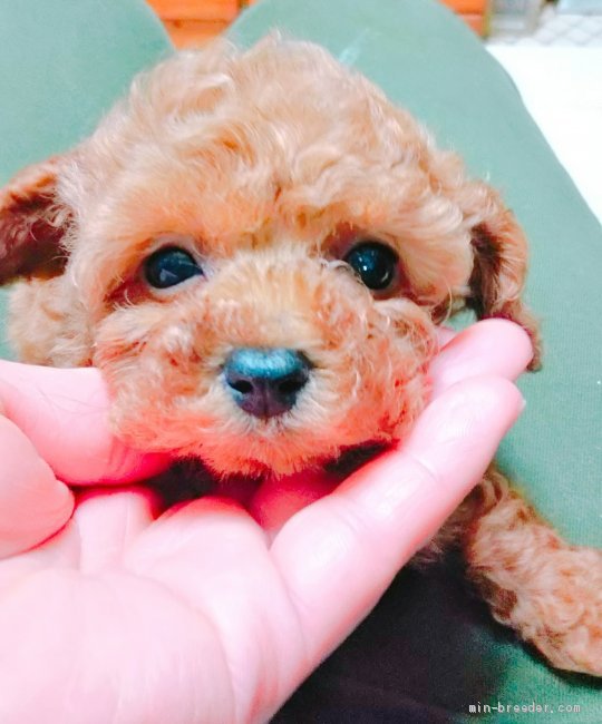 早川　未来(はやかわ　みく)ブリーダー(静岡県・JKC登録)の紹介写真2