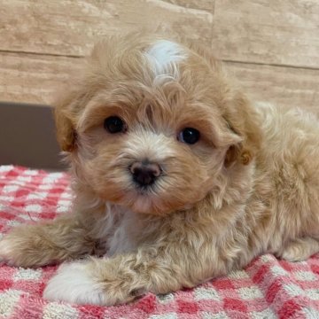 マルプー(マルチーズ×トイプードル)【静岡県・女の子・2025年5月17日・クリーム】の写真「おねんね大好きマイペース天使♡」