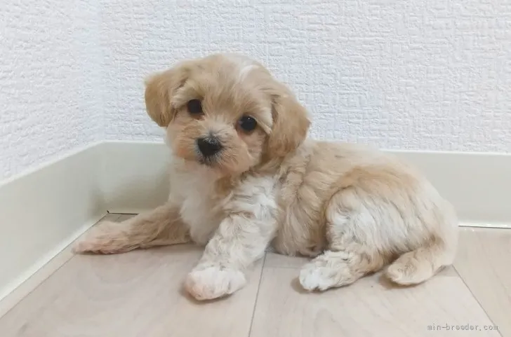 ID:2112-00482の子犬