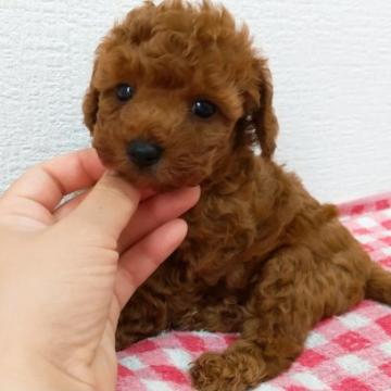 トイプードル(トイ)【静岡県・男の子・2022年7月8日・レッド】の写真「マイクロチップ装着済☺️かわいいボク❤️」