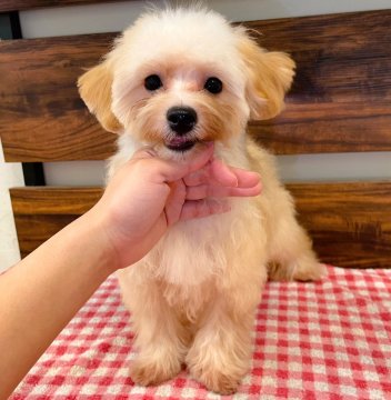 マルプー(マルチーズ×トイプードル)【静岡県・女の子・2024年6月14日・クリーム】の写真「あまえんぼ綺麗なクリーム色の女の子🥰」
