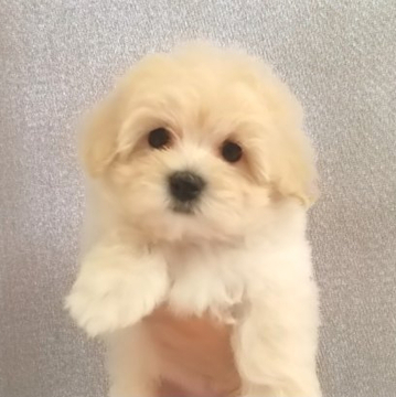 ミックス(マルチーズ×プードル)【静岡県・男の子・2022年4月10日・クリーム】の写真「おめめまんまる♪おっとりしたマルプーくん」
