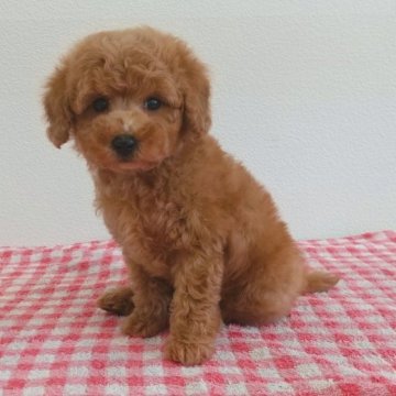 トイプードル(トイ)【静岡県・男の子・2023年3月7日・レッド】の写真「ナチュラルテールのかわいいボク♪」