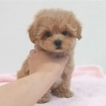 ミックス(マルチーズ×プードル)【静岡県・女の子・2022年4月10日・クリーム】の写真「おめめクリクリ可愛すぎるマルプーちゃん」