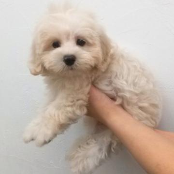 ミックス(マルチーズ×プードル)【静岡県・男の子・2022年4月10日・クリーム】の写真「タレ目がかわいい元気なマルプーくん♪」