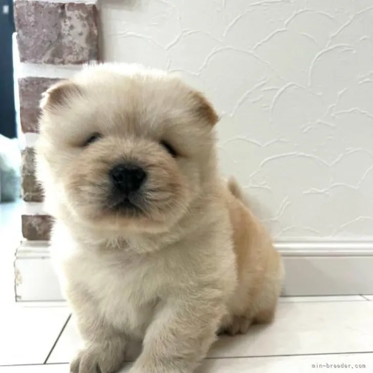 Y.O 様のお迎えした子犬