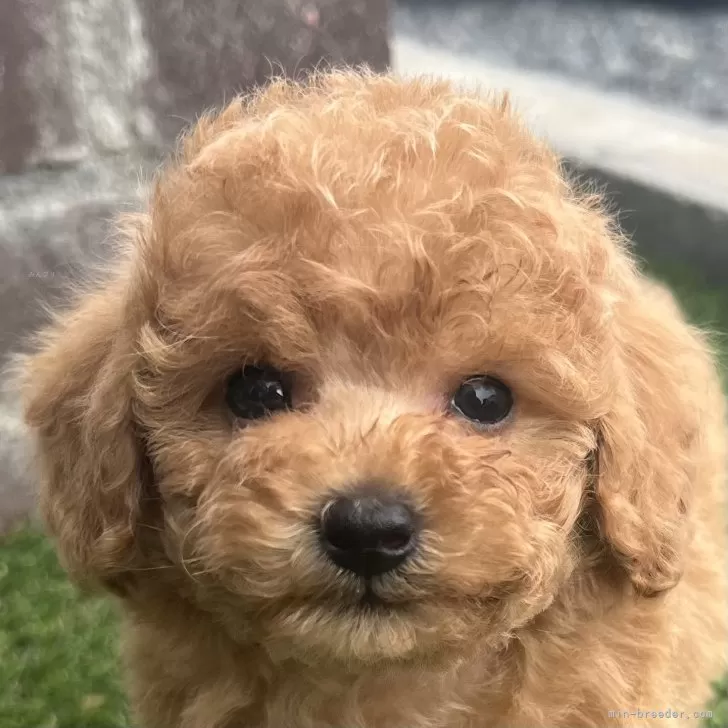 ハミルトン 様のお迎えした子犬