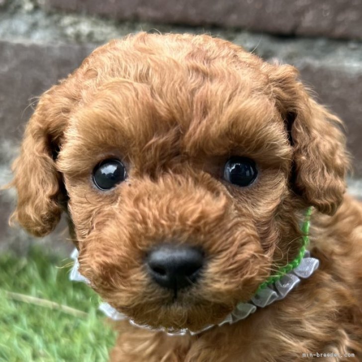 ブリーダー画像