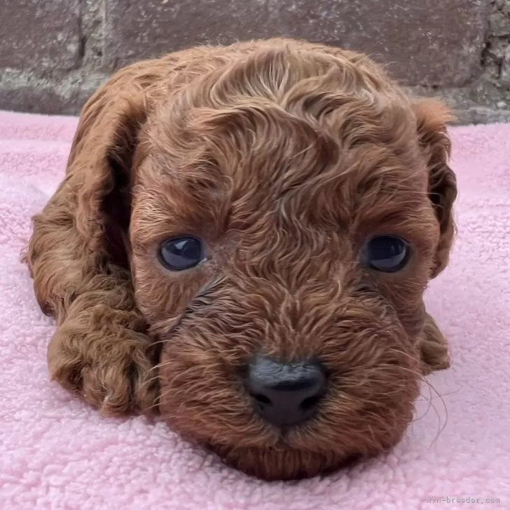 タイニープードル【茨城県・女の子・2025年10月8日・レッド】の写真1