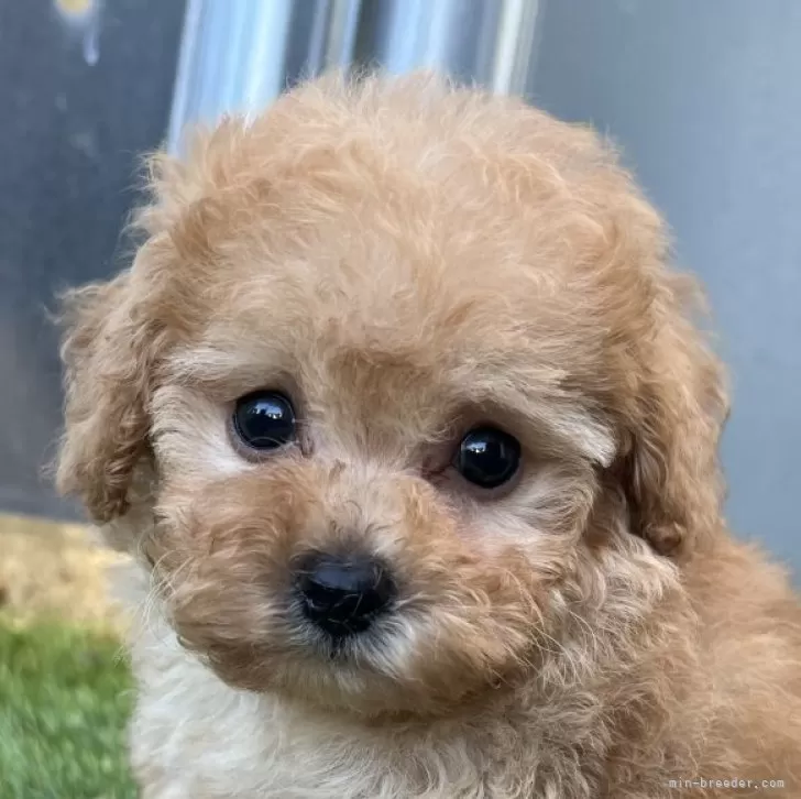 ID：2509-04736の子犬